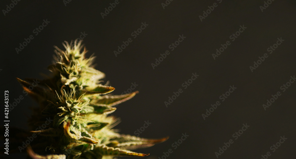 Cannabis flower branch on black background. Marijuana plant with buds banner. Copy space Cannabis flower branch on black background. Marijuana plant with buds banner. Copy space