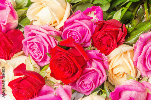 Assorted fresh multicolored roses isolated on white background