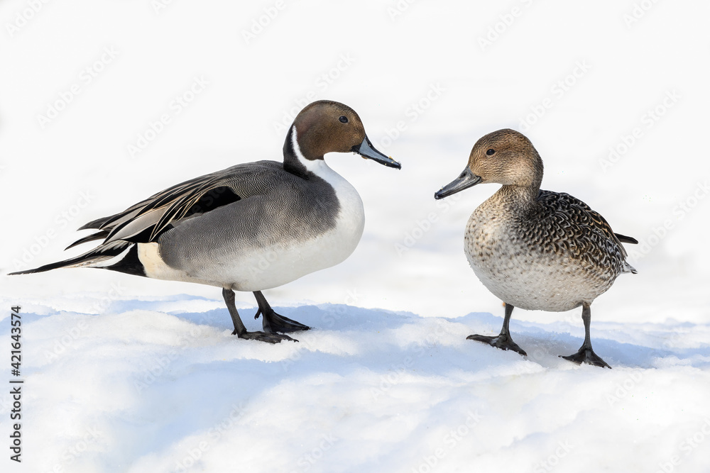 Male and Female Northern Pintails Standing on Snow, Portrait in Winter Male and Female Northern Pintails Standing on Snow, Portrait in Winter