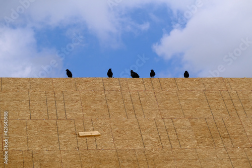 Crows on New Roof Construction photo