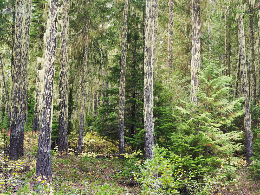 Obraz premium USA, Washington State. Heavy moss covering the tree trunks with moss.