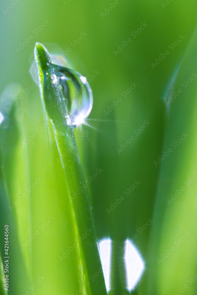 USA, New Jersey, Jersey City, Drop on blade of grass USA, New Jersey, Jersey City, Drop on blade of grass
