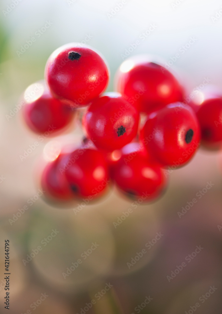 Close-up of holly berries, studio shot Close-up of holly berries, studio shot