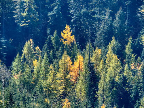 USA, Washington State. Autumn color with yellow and green.