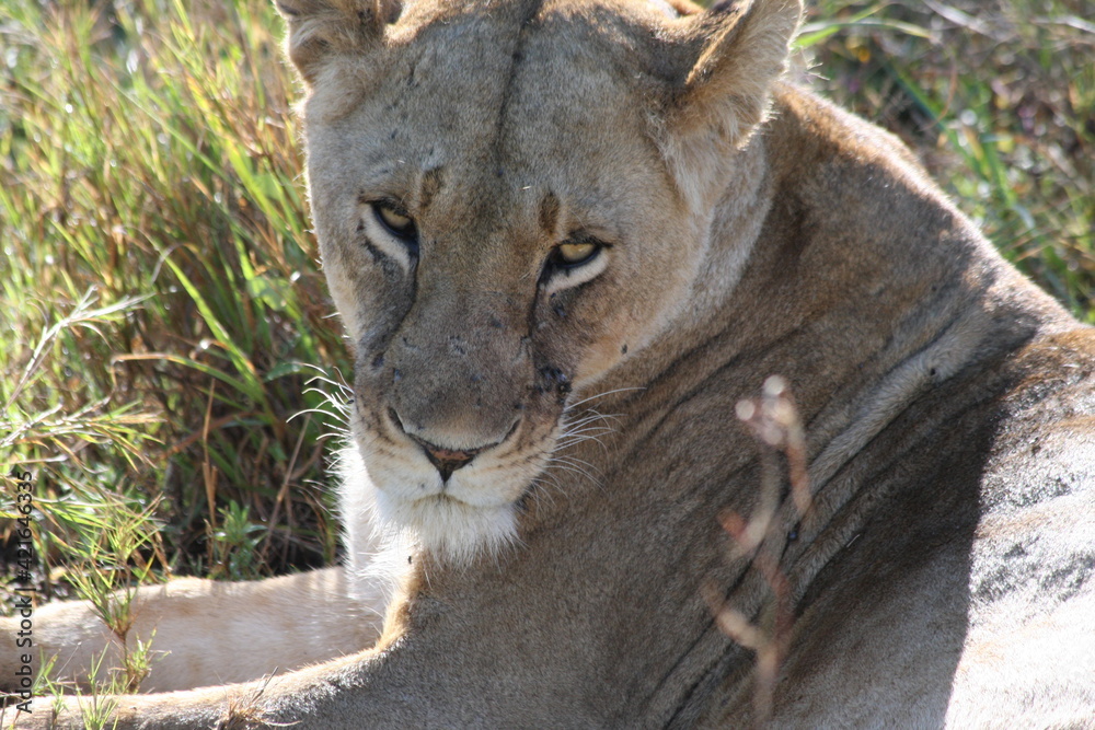 Fototapeta premium portrait of a lioness