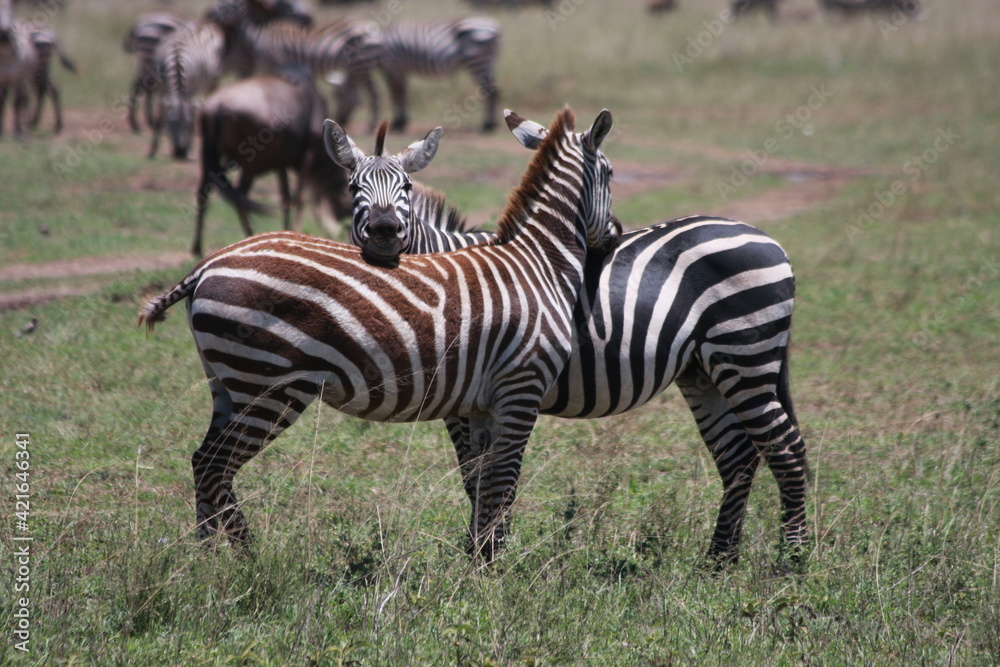 zebra in the wild zebra in the wild