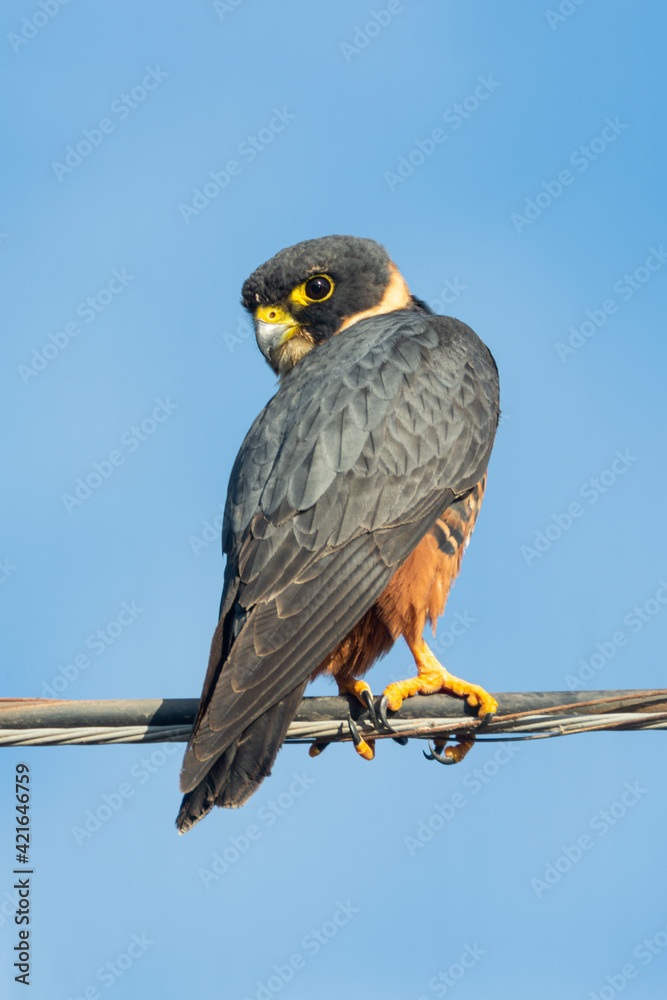 Obraz premium halcon