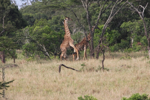 Canvas Print giraffe in the wild