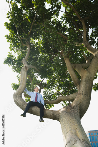Businessman sitting in tree photo