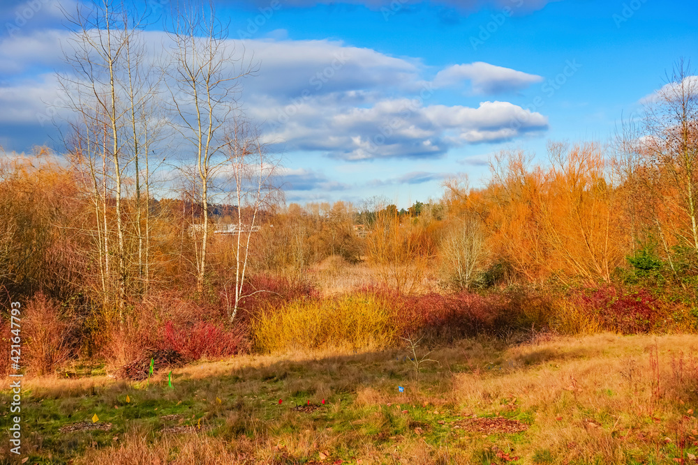 Autumn colors, Juanita Bay Park, Kirkland, Washington State.