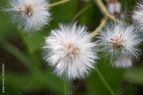 Alaskan Cotton Grass Closeup Eriophorum photo