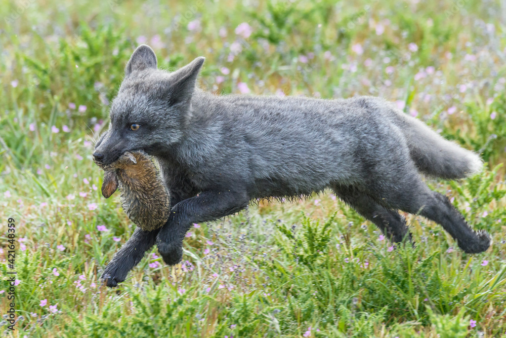 USA, Washington State. Red fox kit with European rabbit. USA, Washington State. Red fox kit with European rabbit.
