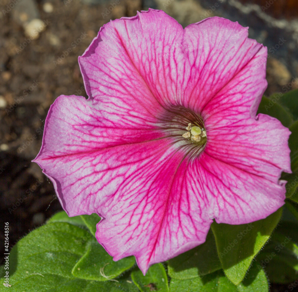 Naklejka premium Pink Petunia Flower Macro Closeup