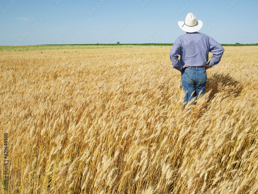 Farmer standing in wheat field Farmer standing in wheat field