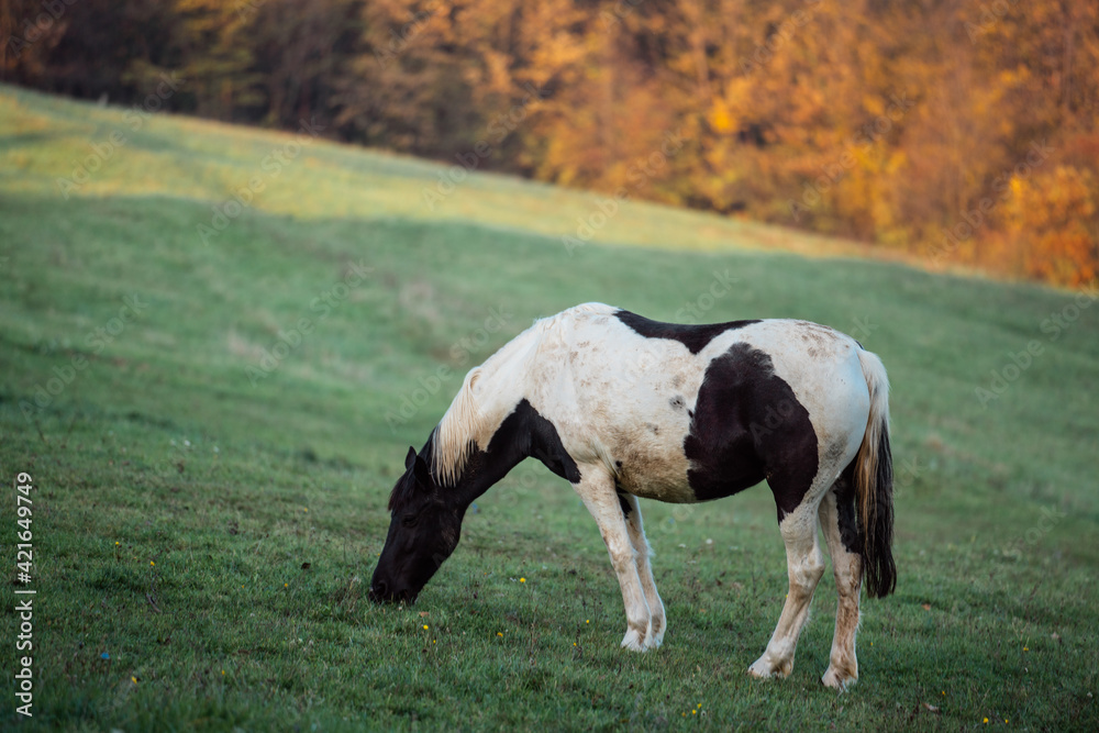 Horse eating grass on a meadow Horse eating grass on a meadow