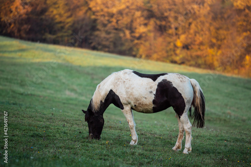 Horse eating grass on a meadow