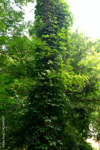 Tree trunk tightly covered with green plants in spring forest