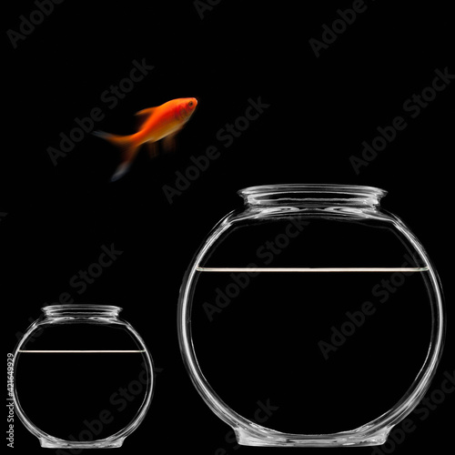 Goldfish jumping out of bowl