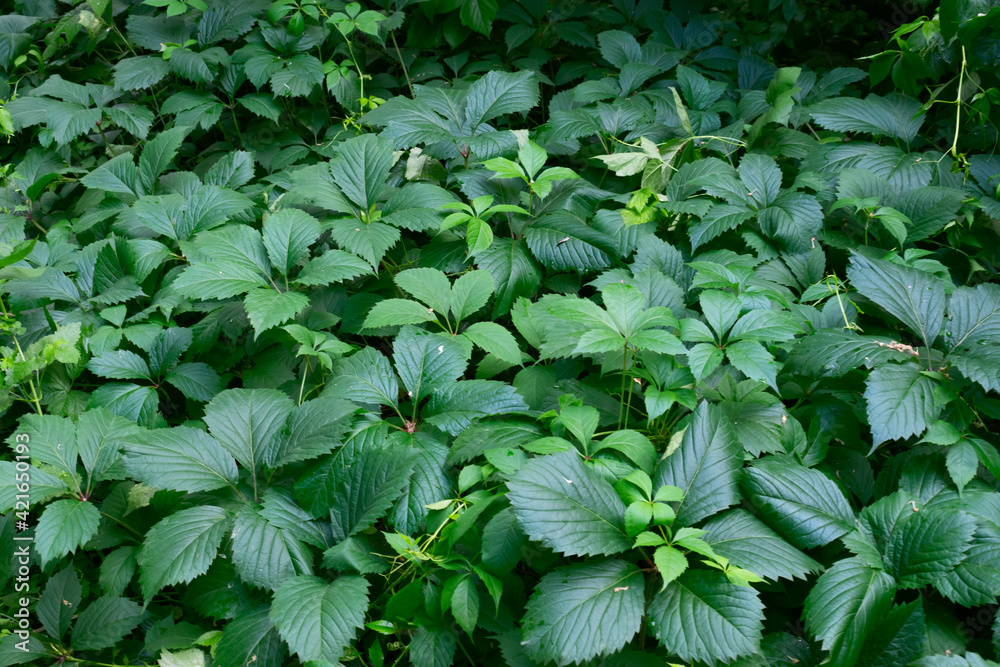 custom made wallpaper toronto digitalYoung plant with fresh green leaves growing not high to earth