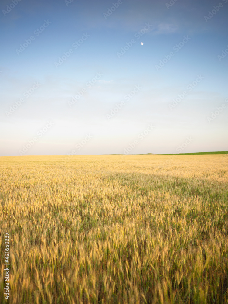 Wheat field Wheat field