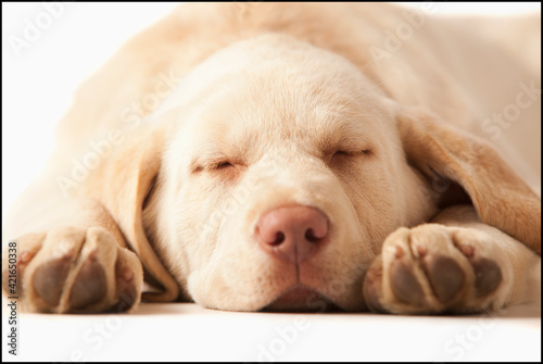 Studio portrait of Yellow Labrador Retriever photo