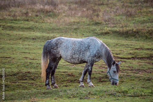 Horse eating grass on a meadow © Csák István