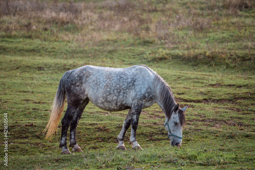 Horse eating grass on a meadow © Csák István