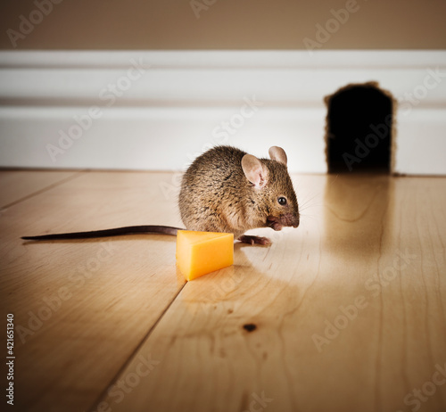 Mouse and cheese wedge in front of mouse hole