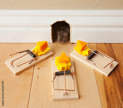 Three mousetraps with cheese in front of mouse hole photo