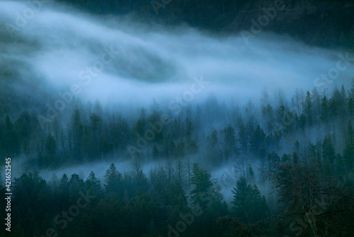 USA, Wyoming, Yellowstone National Park. Fog among forest at dawn.