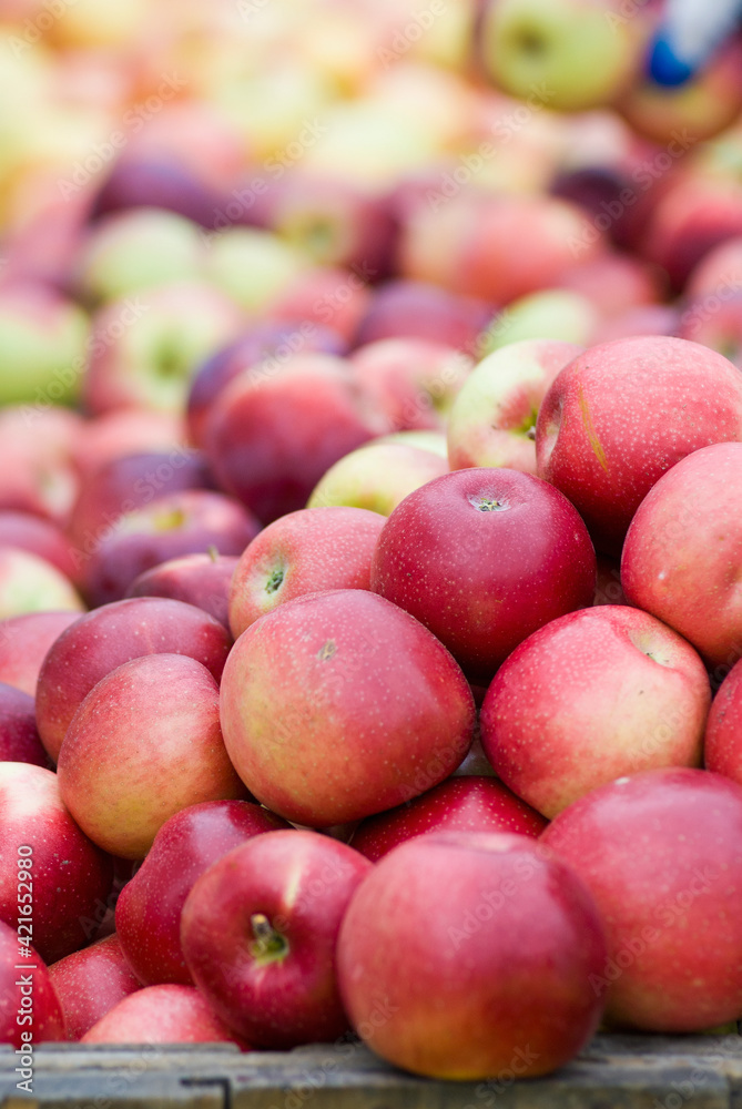 Fresh apples Fresh apples