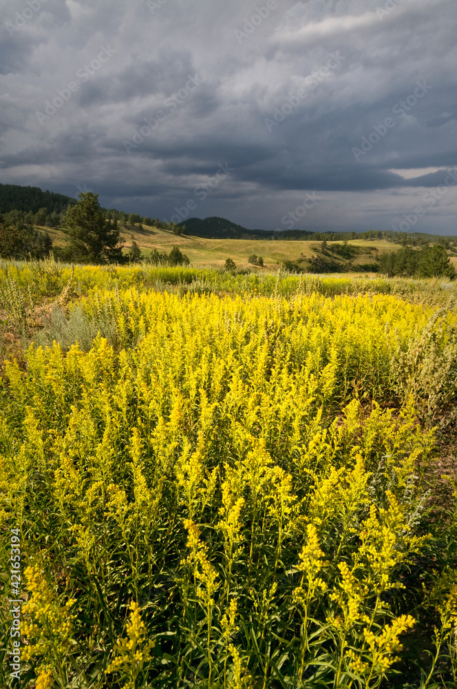 USA, South Dakota, Flowers and storm USA, South Dakota, Flowers and storm