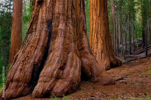 USA, California, Giant Sequoia tree