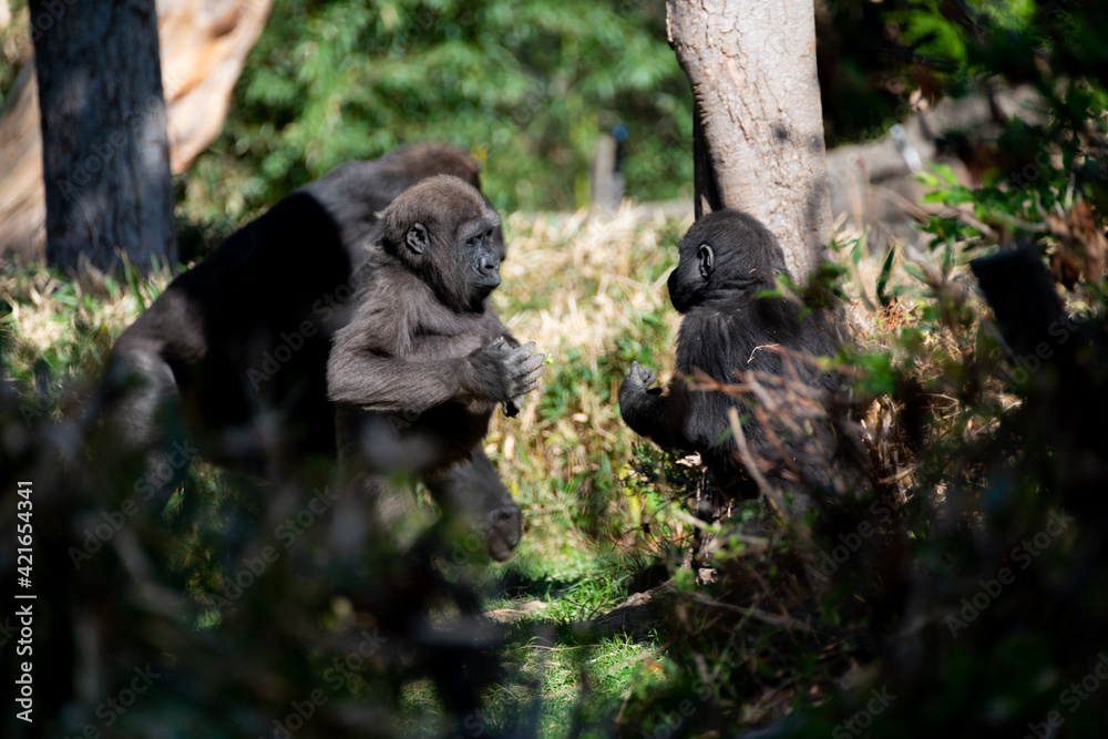 Obraz premium wildlife