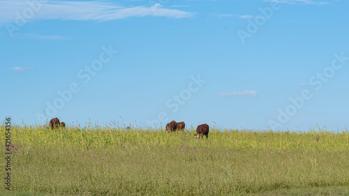 Cattle farming in the fields of the Pampa biome in southern Brazil