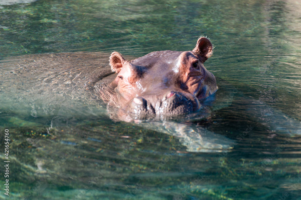 Fototapeta premium hippopotamus