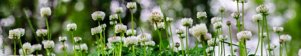 Panoramic view of white clover flowers on green color bokeh background Panoramic view of white clover flowers on green color bokeh background