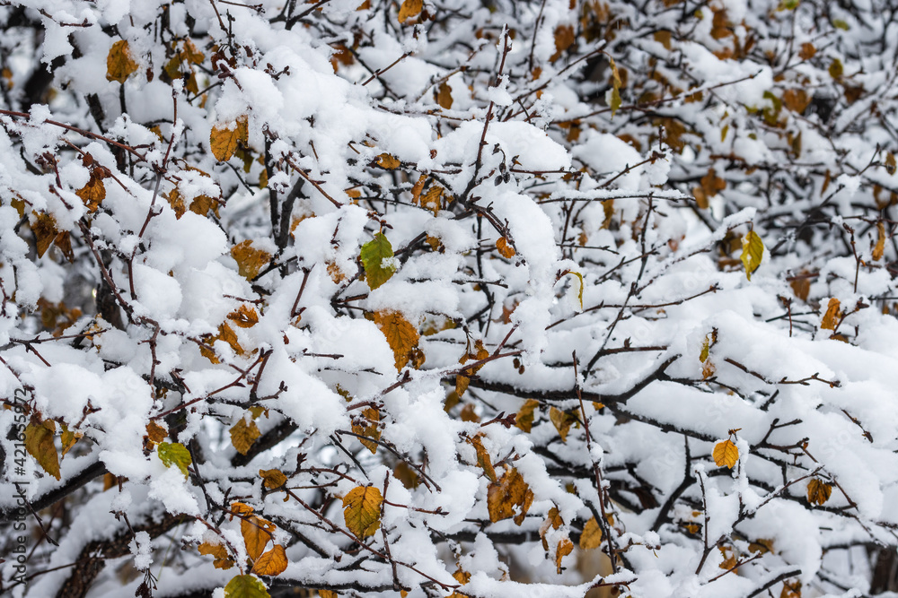 Snow on the branches of trees and bushes after a snowfall. Beautiful winter background with snow-covered trees. Plants in a winter forest park. Cold snowy weather. Cool texture of fresh snow. Closeup. Snow on the branches of trees and bushes after a snowfall. Beautiful winter background with snow-covered trees. Plants in a winter forest park. Cold snowy weather. Cool texture of fresh snow. Closeup.