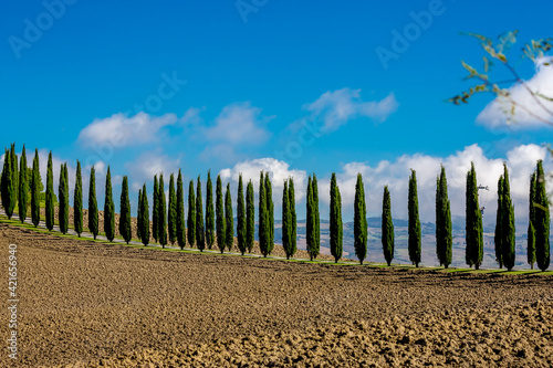 Two rows of tall cypress trees shape a country road in Tuscany, Italy. Sunny autumn day. Brown dirt in the foreground, blue sky with white clouds in the background