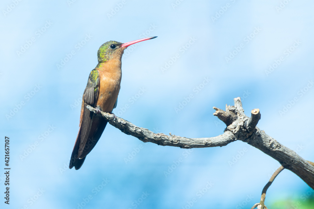 Fototapeta premium COLIBRI