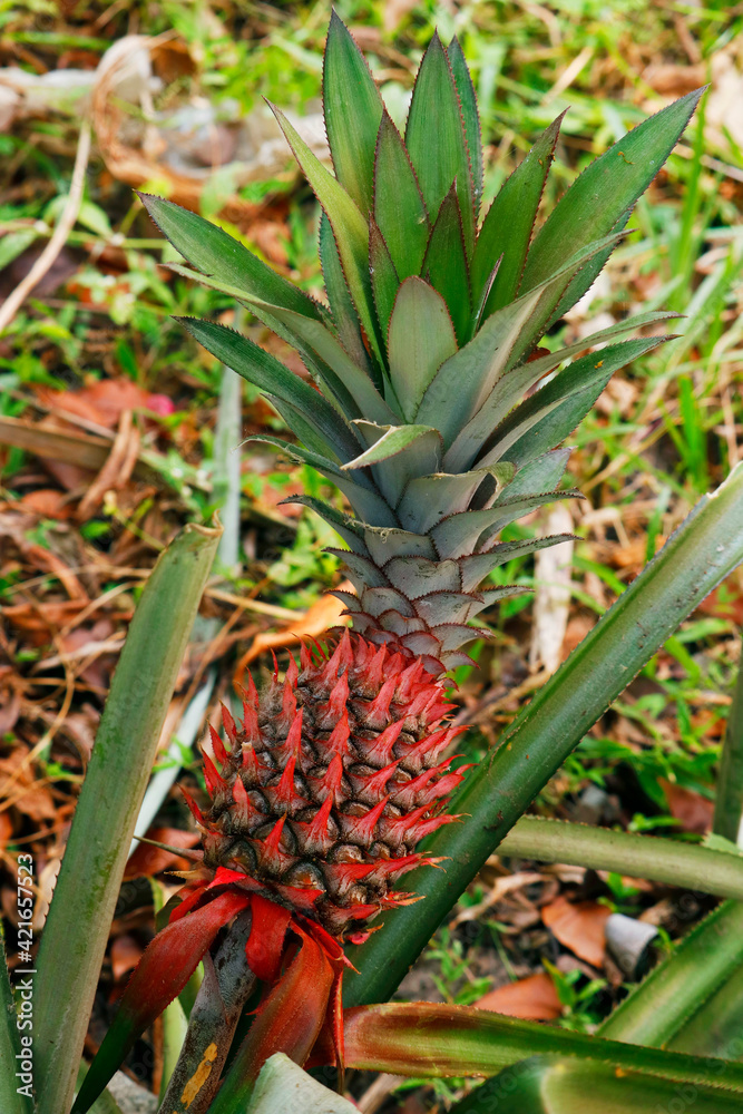 pineapple is a tropical plant with an edible fruit and the most economically significant plant in the family Bromeliaceae. pineapple is a tropical plant with an edible fruit and the most economically significant plant in the family Bromeliaceae.