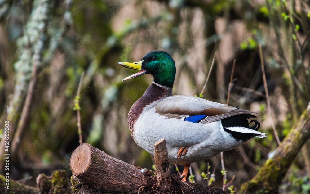 Obraz premium Mallard Duck, Mallard, Anas platyrhynchos