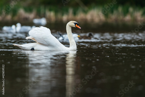 Mute Swan, Swans, Cygnus olor
