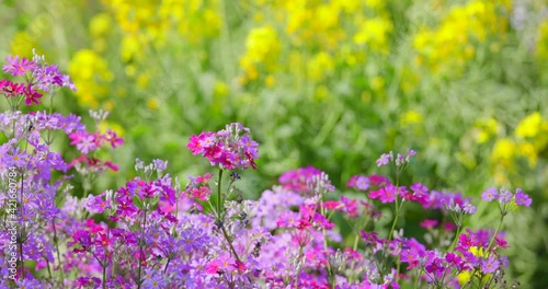 瑞々しい満開のサクラソウと菜の花