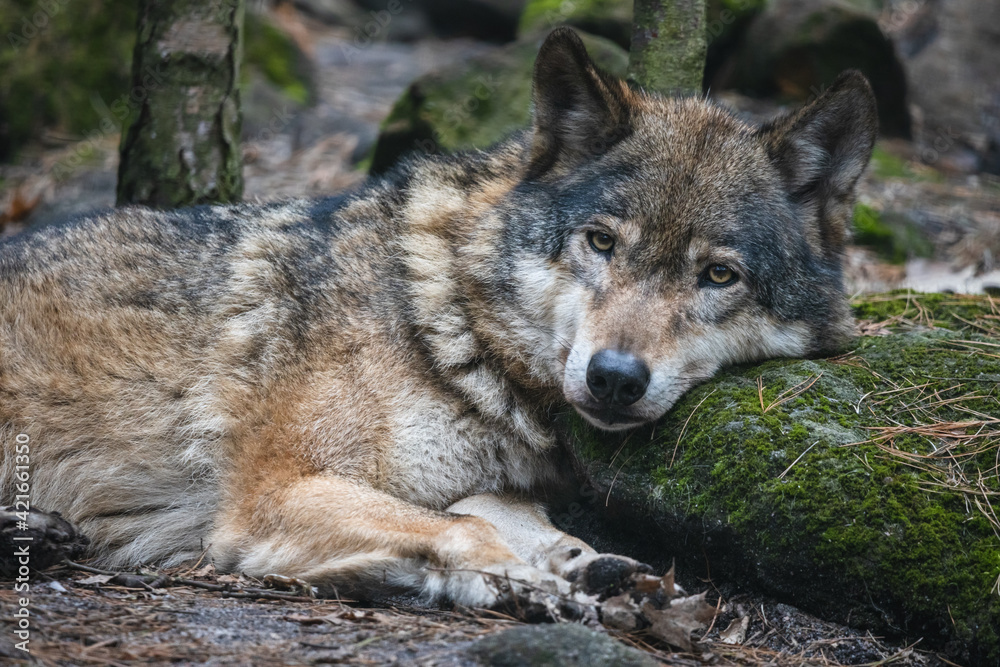 Obraz premium Grey wolf lying on the ground with its head on the mossy stone. Beautiful predator timber wolf (Canis lupus) resting in the forest.
