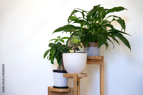 Different plants on wooden 3 tier standing planter on white wall wall background