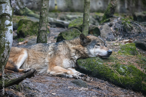 Sleeping wolf with its head on the mossy stone. Grey wolf (Canis lupus) lying on the ground among trees in the forest.