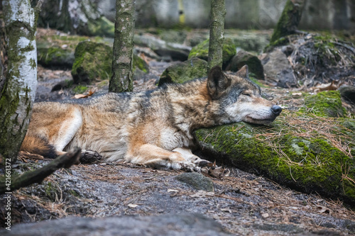 Gray wolf sleeping with its head on the mossy stone. Beautiful predator timber wolf (Canis lupus) lying on the ground in the forest.
