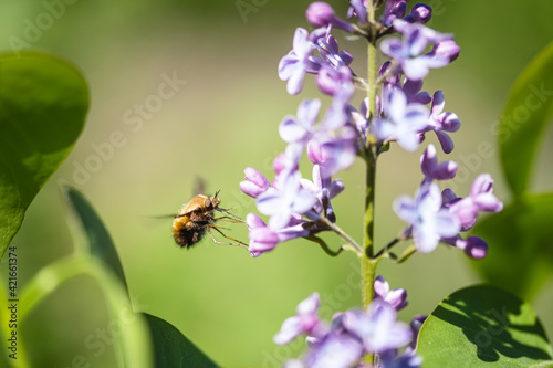 Large bee-fly collecting nectar on lilac flowers. Hairy humblefly on purple spring flowers with saturated green background. © TashaBubo