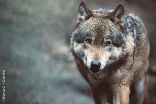 Beautiful grey wolf close-up portrait. Adult timber wolf (Canis lupus) with blurry background.